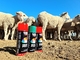 L'indicatore del bestiame di Plyfit non spruzza pittura di spruzzo di segno delle pecore della mucca di danno